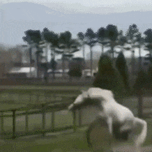 吃瓜群众图片动态表情图大全,趣味横生的动态表情图大全